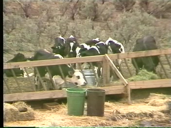 File:Ranch Footage 01 (1982) ; still 05m 06s.jpg